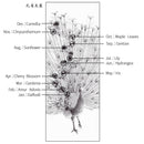 [WALL SCROLL (HANGING SCROLL)] BEAUTIFUL PEACOCK (SET: 23K GOLD quality certification) | WALL SCROLL (HANGING SCROLL) | KAITAKUDO ART