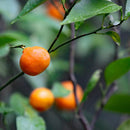 [LEATHER CASE] SHRINK ETERNAL-ORANGE SOFT SHRINK COWHIDE (SPECIAL ORDER COLOR) | LEATHER WORK | RAKUKEI