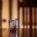 [EDO KIRIKO] METEOR OLD-FASHIONED GLASS | TABLEAU