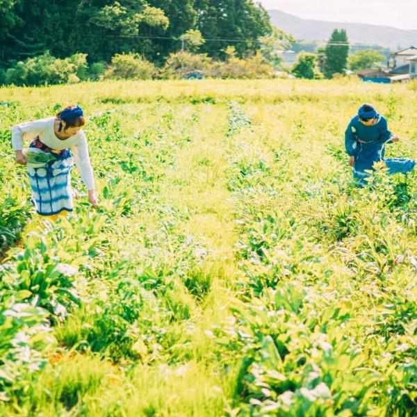 [圍巾]用天然靛藍手工染色（3次染色）|靛藍染色