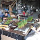 [TATAMI] RUSH RUG PHALAENOPSIS PURPLE (M: 200 X 200 CM, L: 200 X 250 CM) | IKEHIKO | TATAMI