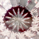 [SAKE GLASS] RINZEN GUINOMI (RED) | KIRIKO