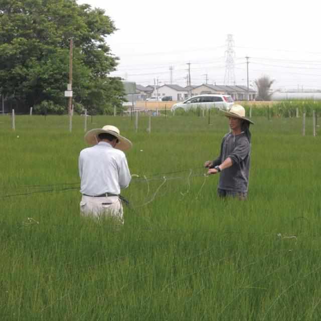 【榻榻米】IKEHIKO 燈芯草地墊 單寧F JOY 綠 (橢圓：191×210cm)