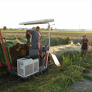 [TATAMI] RUSH RUG PHALAENOPSIS RED (M: 200 X 200 CM, L: 200 X 250 CM) | IKEHIKO | TATAMI