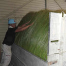 [TATAMI] RUSH RUG PHALAENOPSIS PURPLE (M: 200 X 200 CM, L: 200 X 250 CM) | IKEHIKO | TATAMI