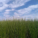 [TATAMI] RUSH RUG PHALAENOPSIS PURPLE (M: 200 X 200 CM, L: 200 X 250 CM) | IKEHIKO | TATAMI