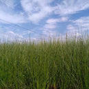 [YOGA MAT] RUSH YOGA MAT JOY RED (60 × 180CM) | TATAMI