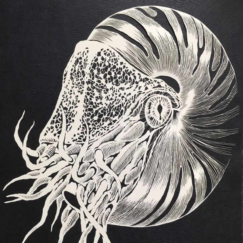 [WALL DECOR (WALL ART)] KIRIKEN NAUTILUS | MASAYO FUKUDA | CUTOUT