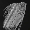 [PAPER CUTTING ART] KIRIKEN "PAPER-CUTTING WORK COLLECTION" | MASAYO FUKUDA | CUTOUT