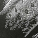 [WALL DECOR (WALL ART)] KIRIKEN OARFISH | MASAYO FUKUDA | CUTOUT