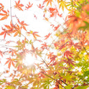 [CHOPSTICKS] WENGE OCTAGON HASHIKURA SEASON01 ORANGE (22.5cm) | MATSUKAN | WAKASA LACQUERED CHOPSTICKS