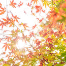 [CHOPSTICKS] WENGE OCTAGON HASHIKURA SEASON01 ORANGE (WITH CHOPSTICK REST) | WAKASA LACQUERED CHOPSTICKS | MATSUKAN