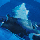 [STOLE] COTTON PENGUIN (WATER DANCE 1) | KYO YUZEN DYEING | NOGIGUCHI KIHEI