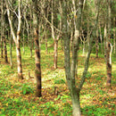 [DISH SET] KOROMO 4-PIECE SET (PLATE, BOWL, SAKE CUP, CUP) | LACQUERWARE | ISUKE