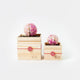 [ดอกไม้ที่เก็บรักษาไว้] Chawaka Mari Sakura | ชา UJI และการออกแบบดอกไม้ | Chawaka Kyoto Uji