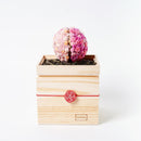 [PRESERVED FLOWER] CHAWAKA MARI SAKURA | UJI TEA AND FLORAL DESIGN| CHAWAKA KYOTO UJI