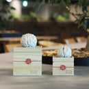 [PRESERVED FLOWER] CHAWAKA MARI WHITE PLUM | UJI TEA AND FLORAL DESIGN| CHAWAKA KYOTO UJI