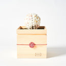 [PRESERVED FLOWER] CHAWAKA MARI WHITE PLUM | UJI TEA AND FLORAL DESIGN| CHAWAKA KYOTO UJI